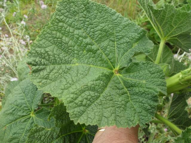 Alcea biennis / Malvone bienne